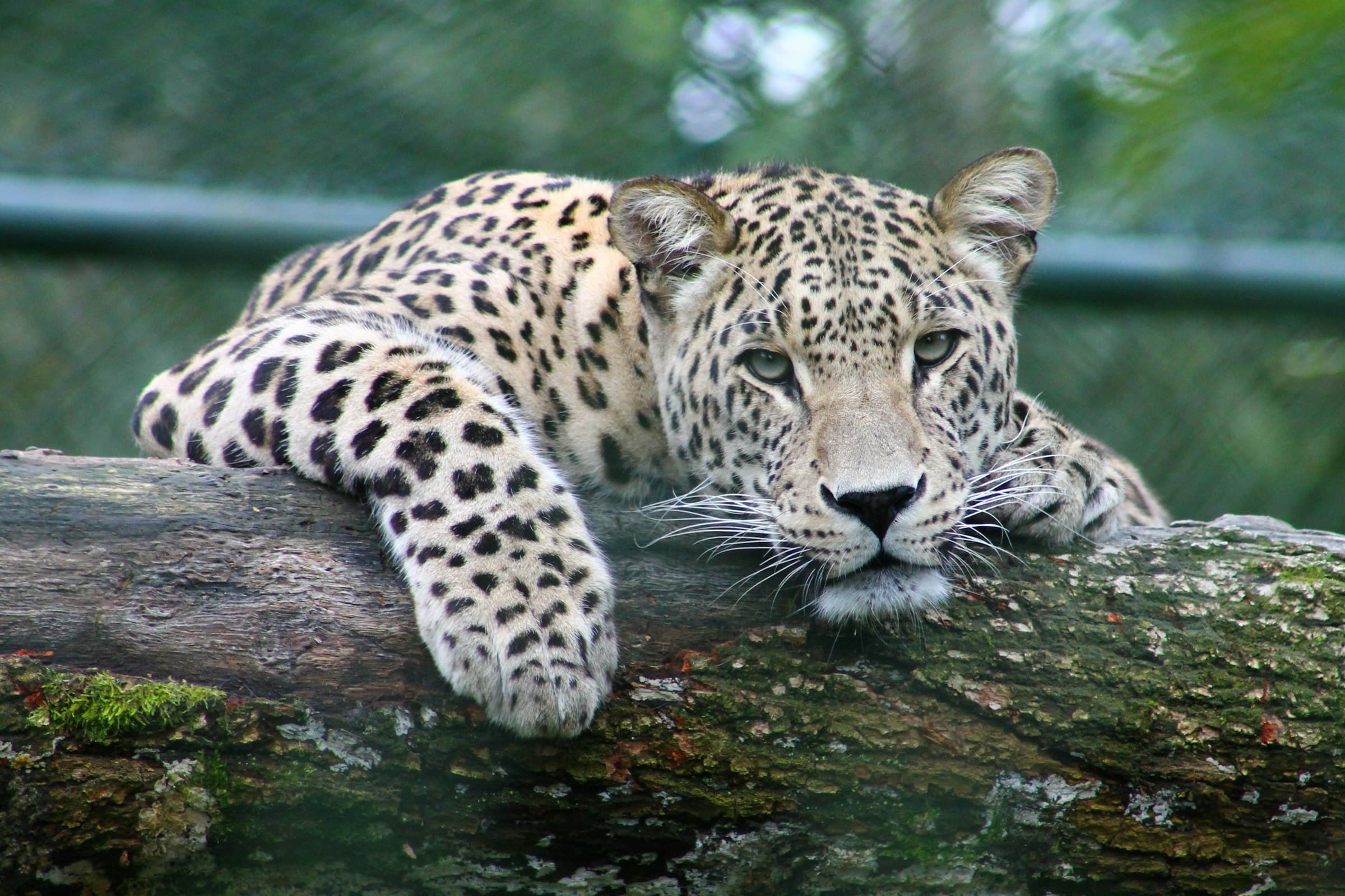 A leopard at rest among the granite