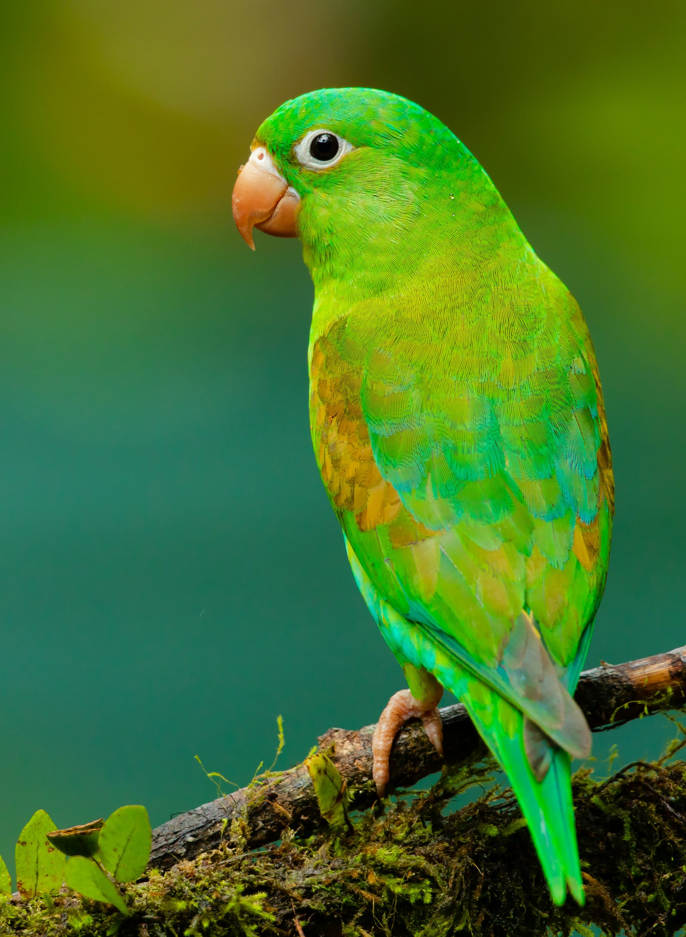 A parakeet in the thorn scrub