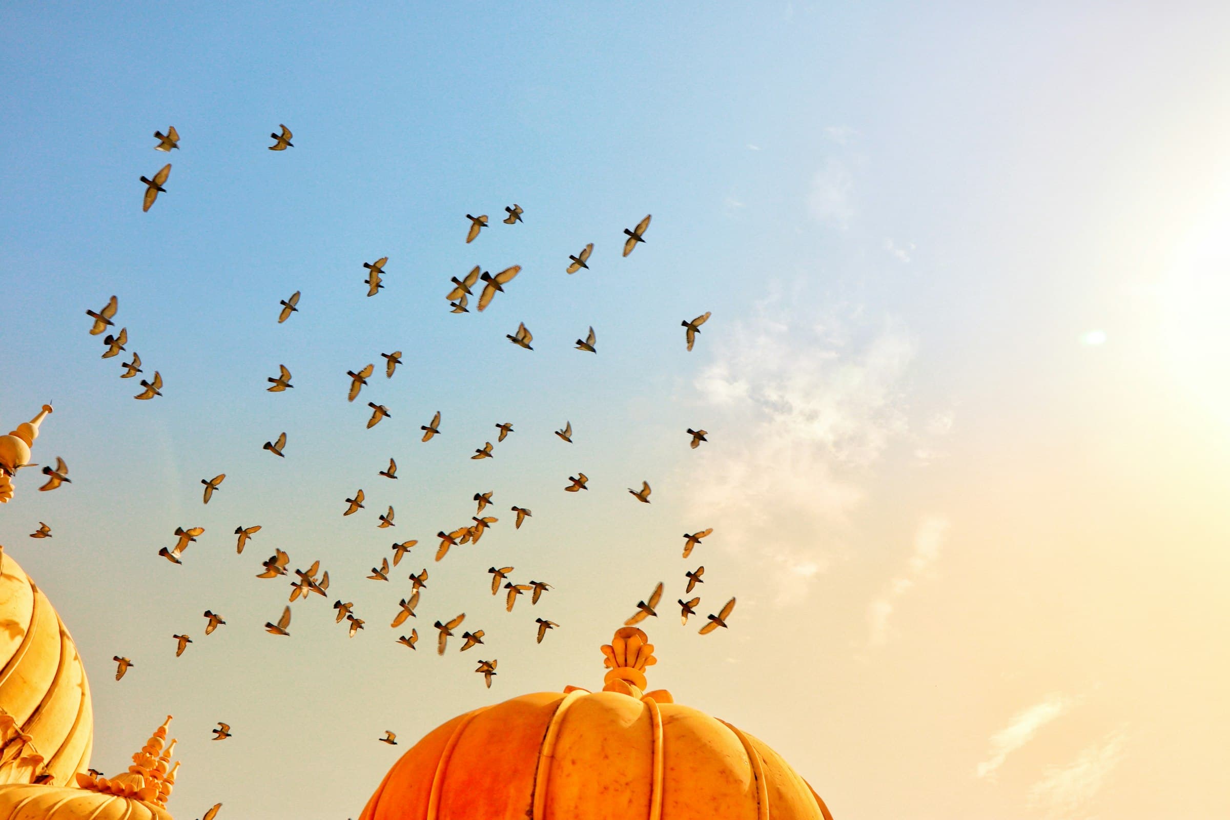 Birds over a temple dome at dawn